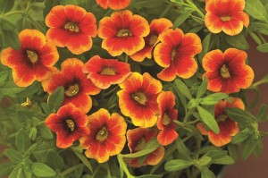 Calibrachoa 'Celebration Corona' from Westflowers by Westhoff