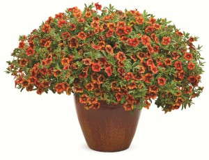Calibrachoa 'Superbells Spicy' from Proven Winners