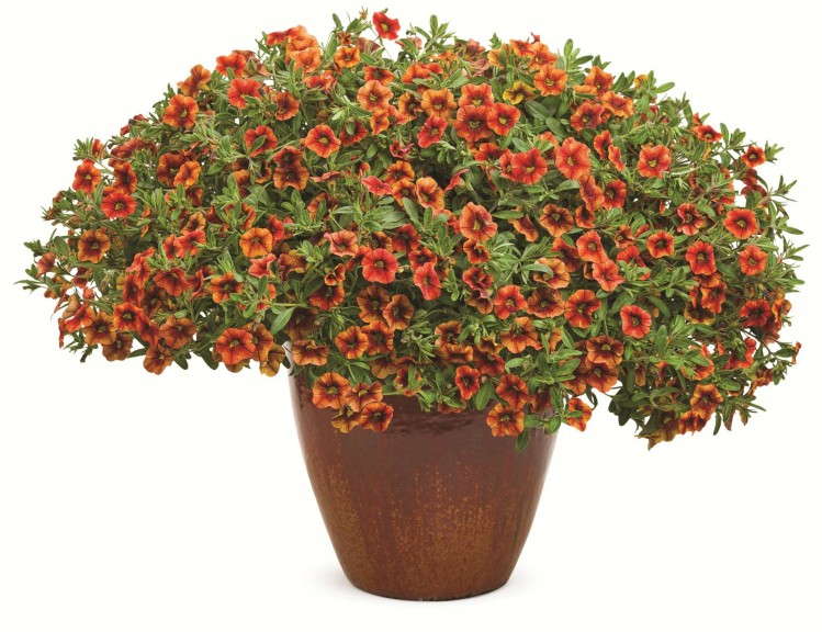 Calibrachoa 'Superbells Spicy' from Proven Winners