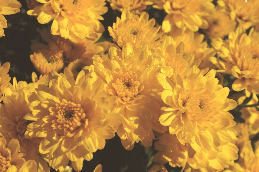 Chrysanthemum 'Babette Yellow' from Syngenta/Yoder