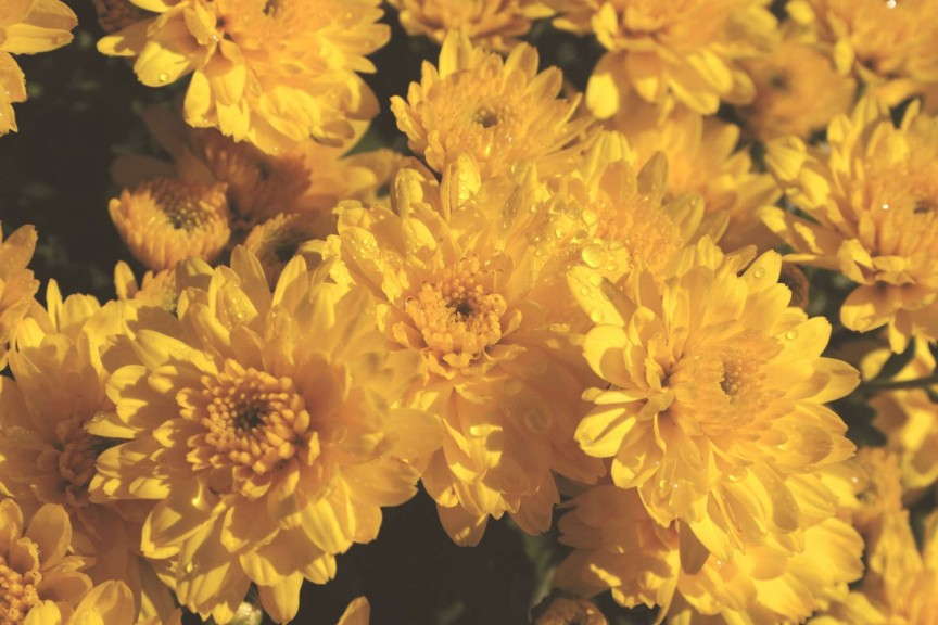 Chrysanthemum 'Babette Yellow' from Syngenta/Yoder