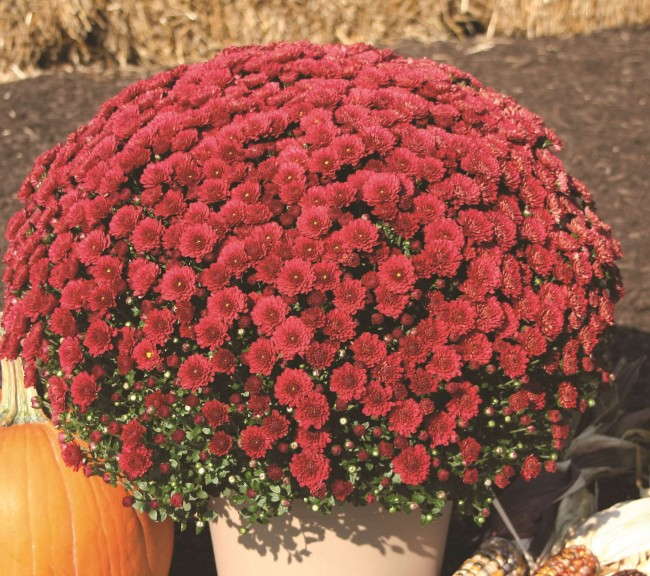 Chrysanthemum 'Danielle Red' from Syngenta/Yoder