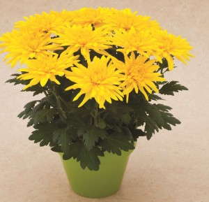 Chrysanthemum 'Durango Yellow' from Syngenta/Yoder