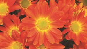 6 New Chrysanthemums For 2013