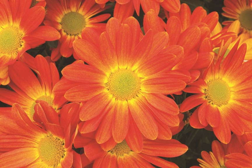 Chrysanthemum 'Hilo Tangerine' from Syngenta/Yoder