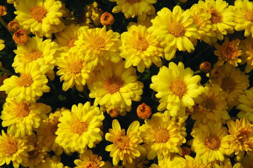 Chrysanthemum 'Sizzling Igloo' from Blooms Of Bressingham
