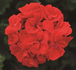Pelargonium 'Double Take Scarlet' from Selecta