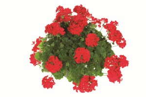 Pelargonium 'Dixieland Deep Red' from Dummen Fides Oro
