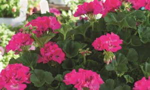 Pelargonium 'So Fierce Fuchsia' from HGTV