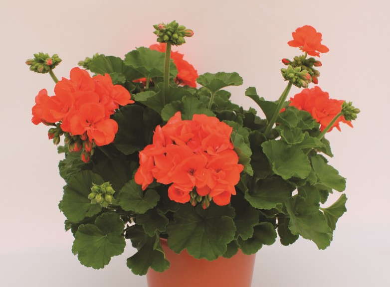 Pelargonium 'Master Idols Flame' from Dummen Fides Oro