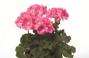 Pelargonium 'Darko Pink' from PAC-Elsner
