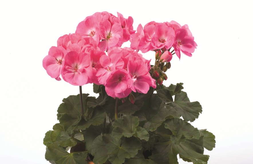 Pelargonium 'Darko Pink' from PAC-Elsner