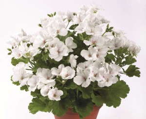Pelargonium 'Candy Flowers White' from PAC-Elsner