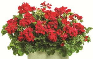 Pelargonium 'Timeless Deep Red' from Proven Winners