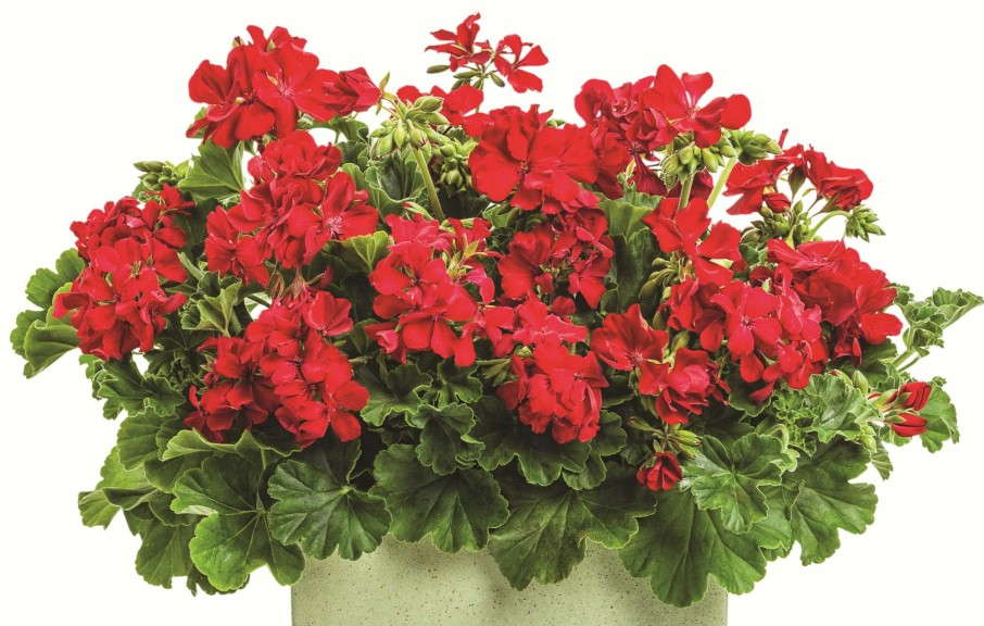 Pelargonium 'Timeless Deep Red' from Proven Winners