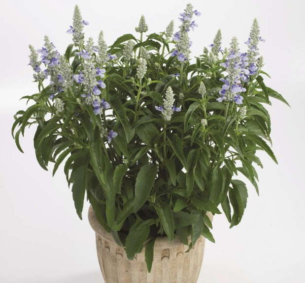 Salvia 'Sallyfun Skyblue' from Danziger