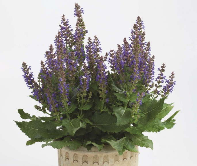 Salvia 'Sallyrosa April Night' from Danziger