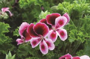 Pelargonium 'Angels Perfume' from PAC-Elsner