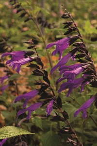 Salvia 'Amistad' from Sunset Western