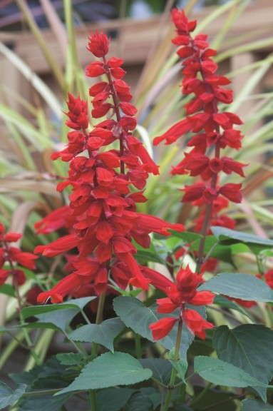 Salvia 'Saucy Red' from Cultivaris