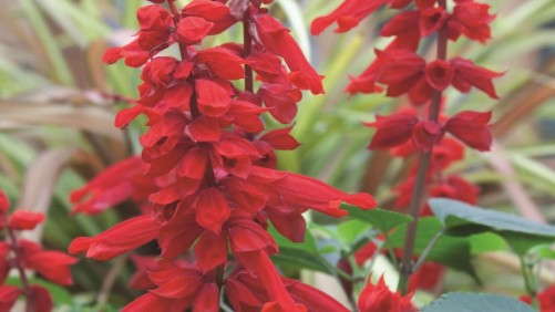 4 New Salvia Varieties For 2014