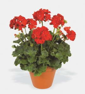 Pelargonium 'Elanos Scarlet Red' from PAC-Elsner