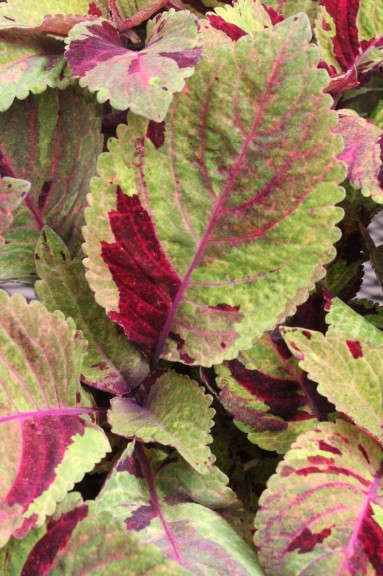 'Mighty Mosaic' Coleus from PanAmerican Seed