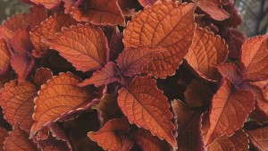 4 Colorful New Coleus For 2014