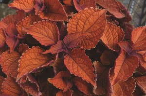 'Wall Street' Coleus from Dummen/Red Fox