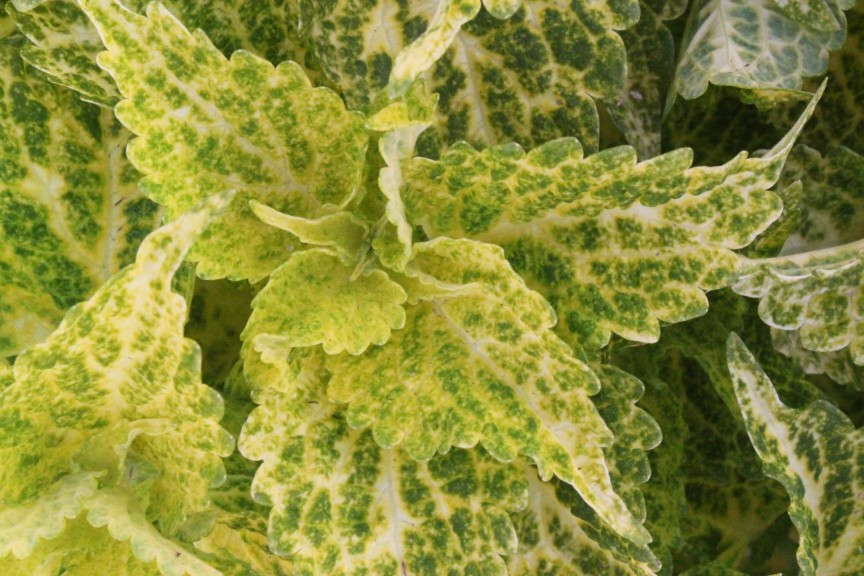 'River Walk' Coleus from Dummen/Red Fox