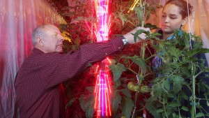 LEDs Reduce Costs For Greenhouse Tomato Growers According To Purdue Study