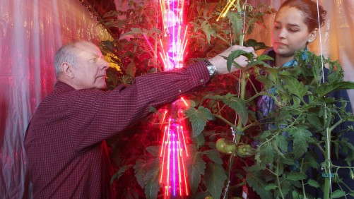LEDs Reduce Costs For Greenhouse Tomato Growers According To Purdue Study