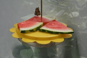 Tasty snacks for the butterflies