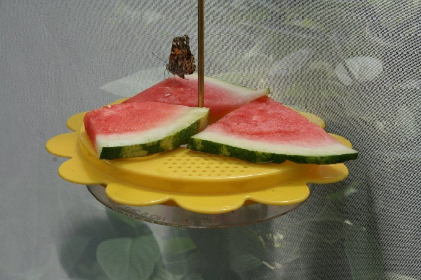 Tasty snacks for the butterflies