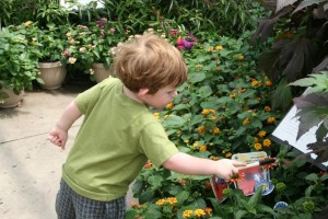 Please feed the butterflies