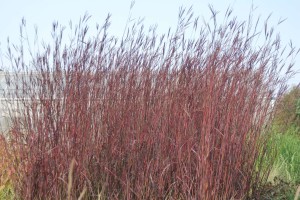 Andropogon Red October Emerald Coast Growers