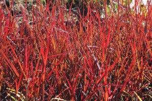 Andropogon Red October Emerald Coast Growers