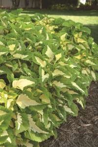 Coleus 'Kong Jr Green Halo' from Ball Ingenuity