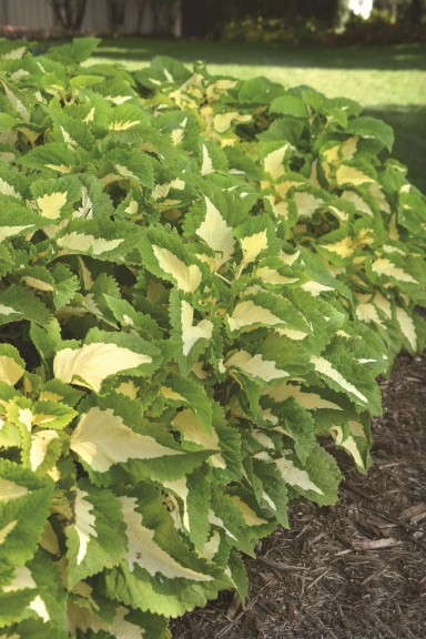 Coleus 'Kong Jr Green Halo' from Ball Ingenuity