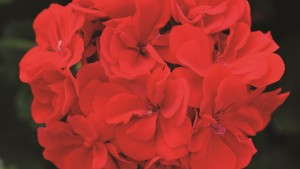 9 Geraniums For Your 2014 Spring Season