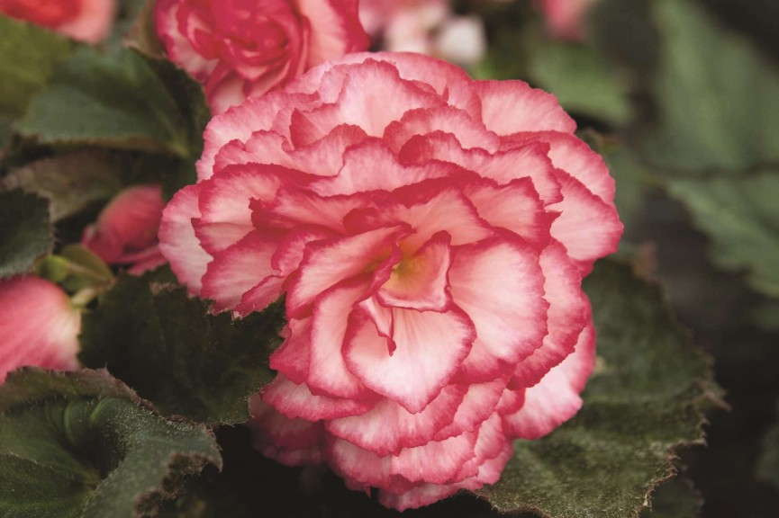 'Nonstop Rose Petticoat' from Benary