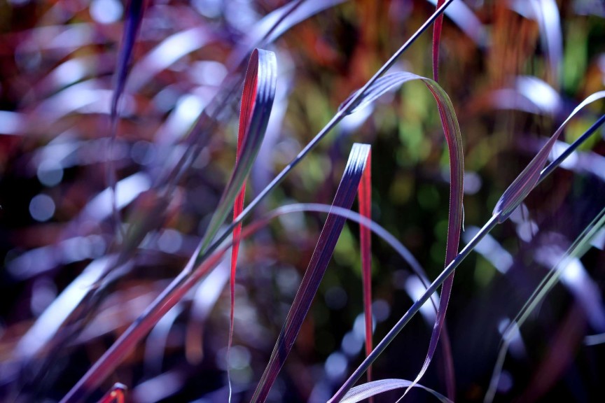 Andropogon Rain Dance Emerald Coast Growers