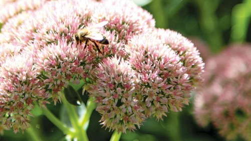 New Jersey Green Industry Council Will Host Pollinator Summit November 11