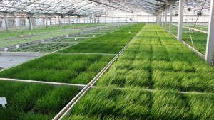 Metrolina Greenhouses Has Finalized Its Purchase Of Stacy’s Greenhouses