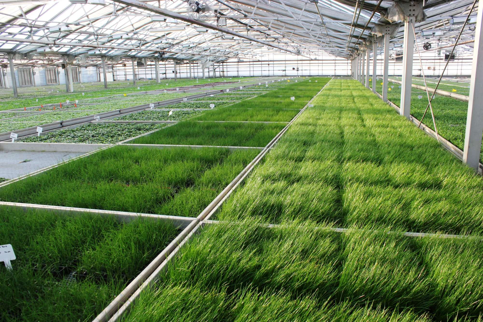 Metrolina Greenhouses Has Finalized Its Purchase Of Stacy's Greenhouses ...