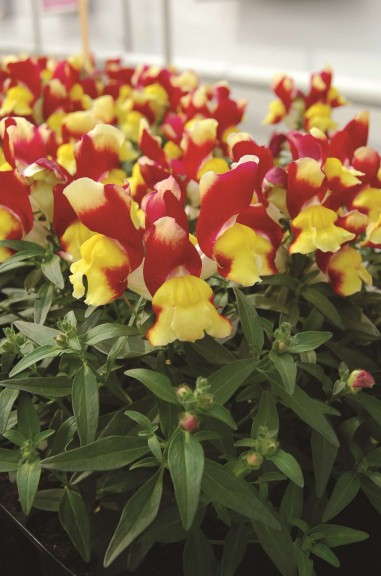 'Snappy Red & Yellow Tricolor' from Hem Genetics