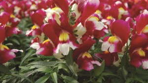 6 Gorgeous Snapdragons For 2014