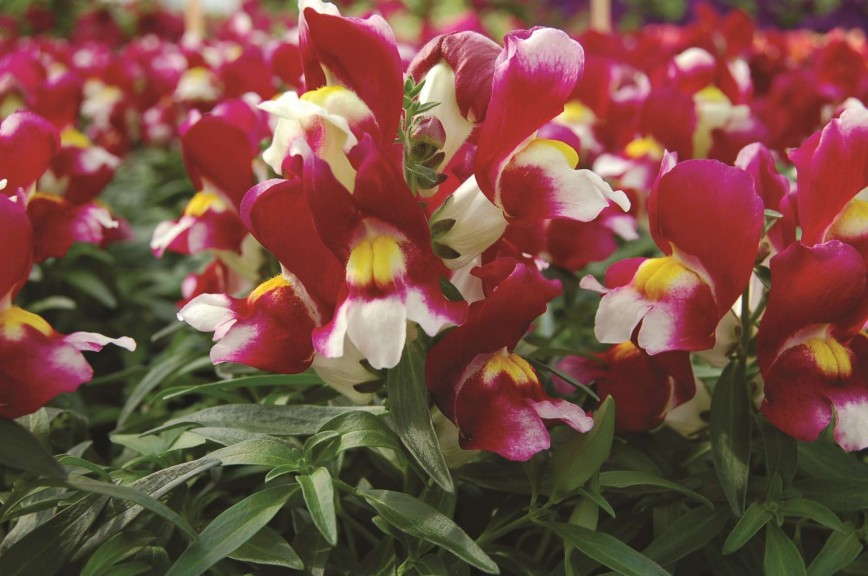 'Snappy Burgundy & White Tricolor' from Hem Genetics