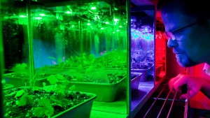 LEDs Could Eventually Manipulate Scent, Color In Ornamentals And Edibles