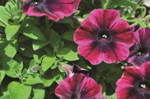 Petunias 'Sweetunia Johnny Flame' from Dümmen